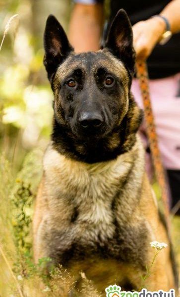 CZARNONOSY - piękny pies w typie owczarka malinois