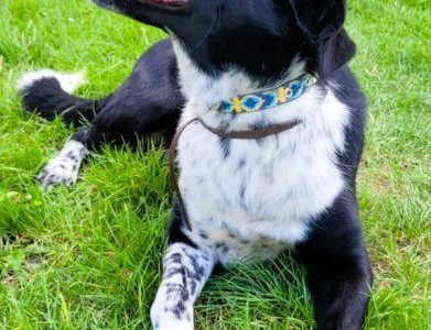 FELIKS - super psiak w typie border collie do adopcji