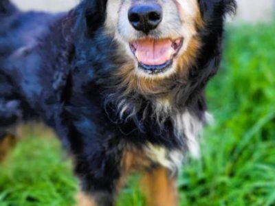 DZIADZIO - 12 lat na łańcuchu, teraz schronisko, ADOPTUJ!
