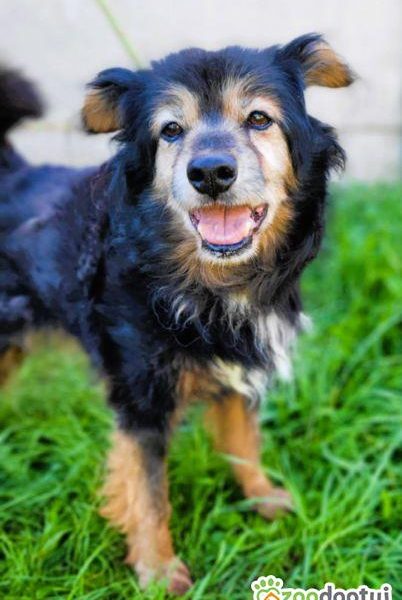 DZIADZIO - 12 lat na łańcuchu, teraz schronisko, ADOPTUJ!