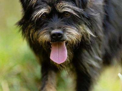 FIFI - cudny psiak w typie terriera szuka domu