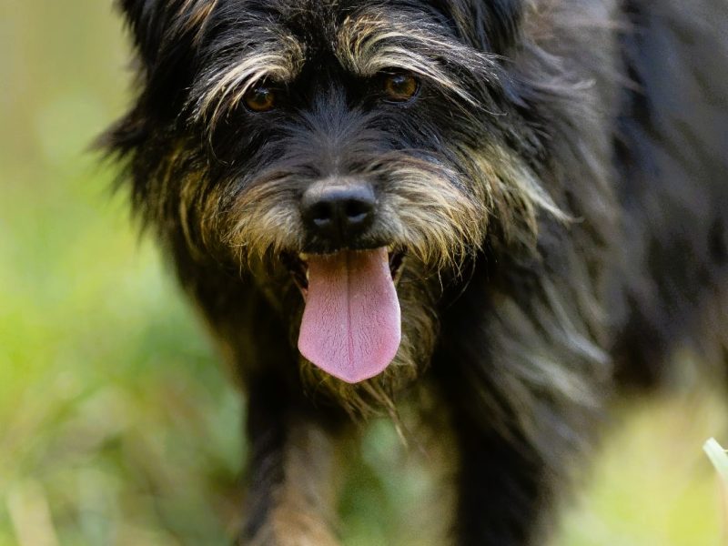 FIFI - cudny psiak w typie terriera szuka domu