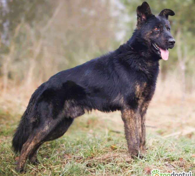 BIES - piękny pies w typie owczarka szuka domu