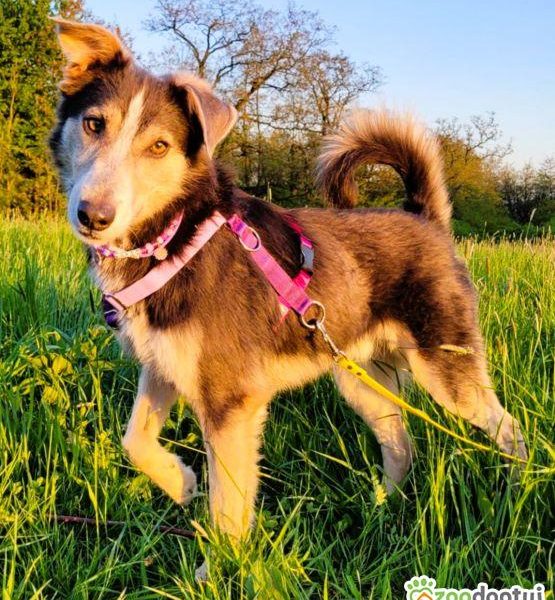 POKER - super psiak poleca się do adopcji