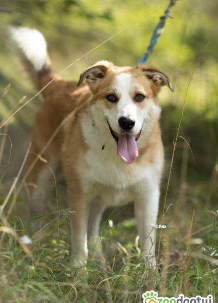 CEZAR - piękny, młody psiak za kratami, ADOPTUJ!