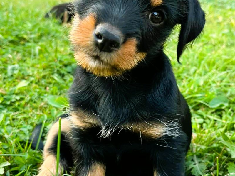 ZUZIA - piękna, 2 miesięczna szczeniaczka szuka domu