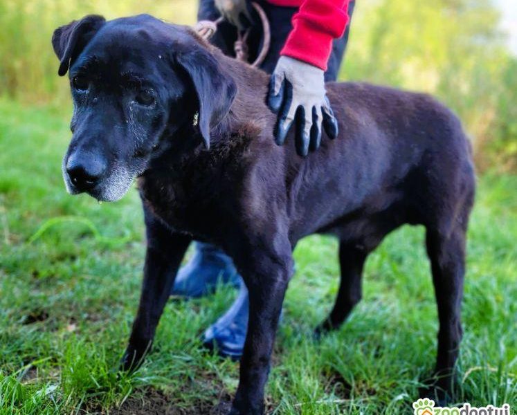 SENIOREK - staruszek błaga o godną jesień życia, ADOPTUJ
