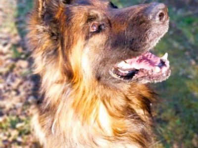 RAMBO - piękny, owczarek długowłosy szuka domu