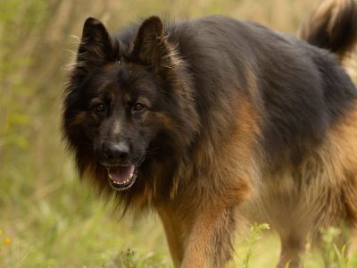 DIABLO - piękny owczarek niemiecki długowłosy do adopcji