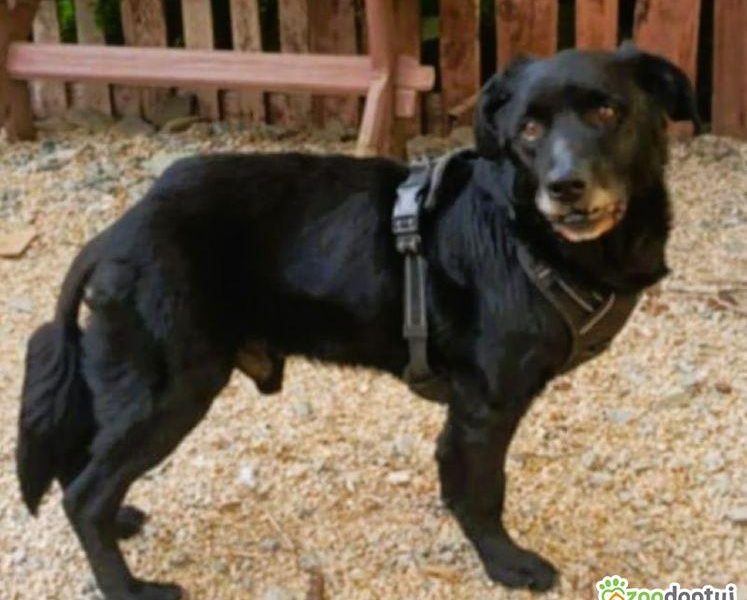 GUCIO - kochany, łagodny seniorek szuka domu