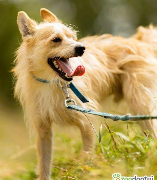 MIKI - cudowny 2 letni psiak do adopcji