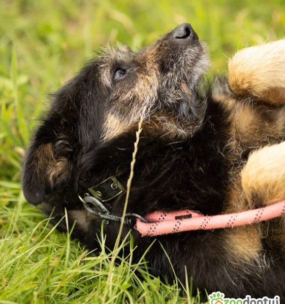 BRONUŚ - kochany psiak w typie terriera do adopcji