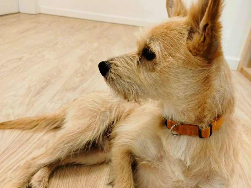 MIKI - niewielki psiaczek znowu szuka domu, ADOPTUJ!