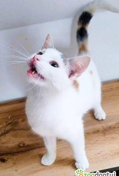 CELINKA - cudowna, miziasta koteczka do adopcji