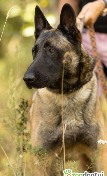 CZARNONOSY - piękny pies w typie owczarka malinois