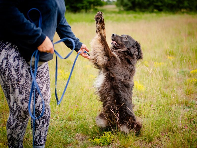 Roki - cudowny kudłacz szuka domu!