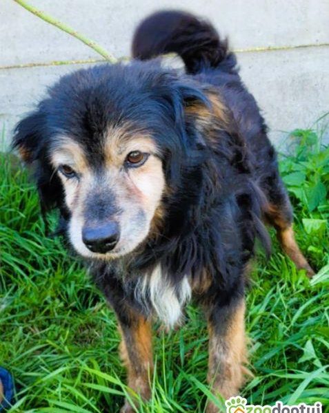 DZIADZIO - 12 lat na łańcuchu, teraz schronisko, ADOPTUJ!