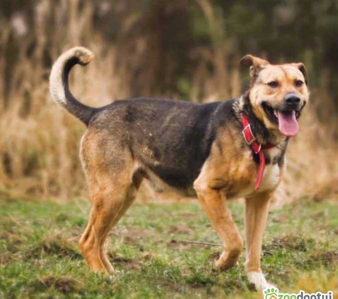 JUNAK - zbyt pospolity by dać mu dom? Błaga o dom!