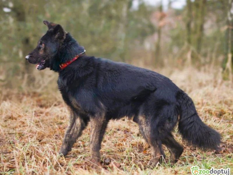 BIES - piękny pies w typie owczarka szuka domu