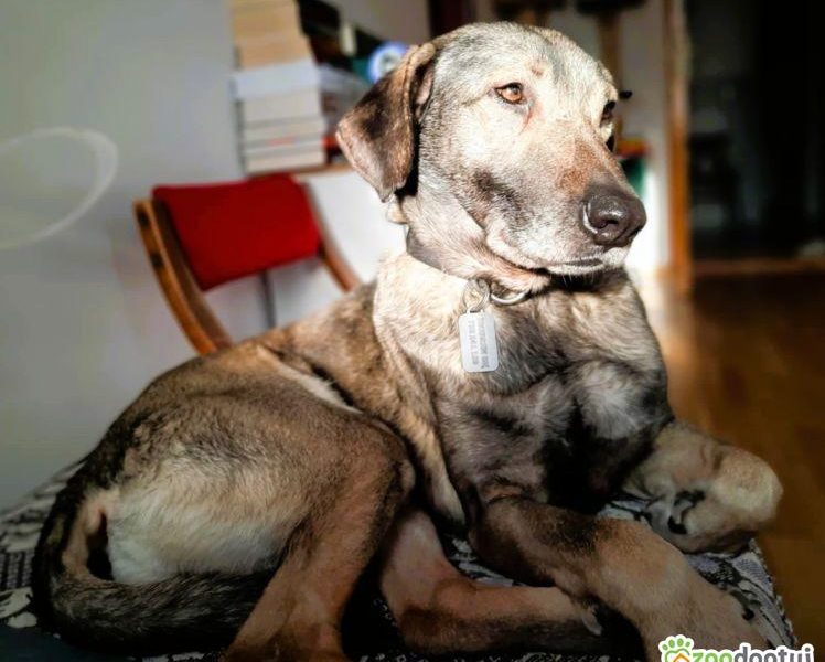 KORNEL - kochany, wrażliwy psiak szuka domu na zawsze