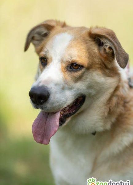 CEZAR - piękny, młody psiak za kratami, ADOPTUJ!