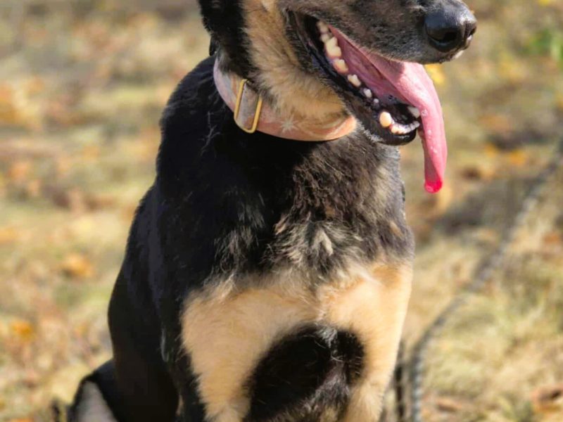 FIGARO - aktywny, wesoły, super pies do adopcji