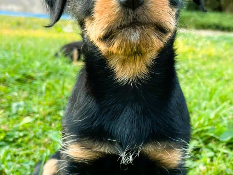 ZUZIA - piękna, 2 miesięczna szczeniaczka szuka domu