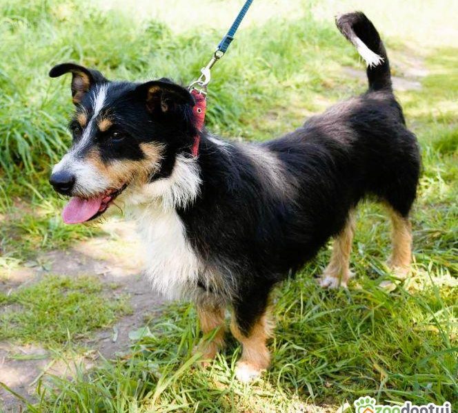 POPUŚ - super kudłacz szuka najlepszego domu