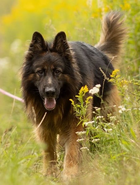 DIABLO - piękny owczarek niemiecki długowłosy do adopcji