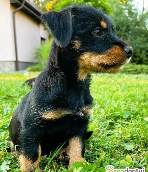 ZUZIA - piękna, 2 miesięczna szczeniaczka szuka domu