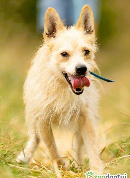 MIKI - cudowny 2 letni psiak do adopcji