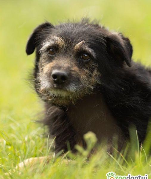 BRONUŚ - kochany psiak w typie terriera do adopcji