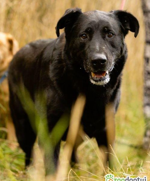 DANTE - piękny psiak w typie labradora szuka domu