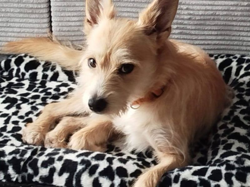 MIKI - niewielki psiaczek znowu szuka domu, ADOPTUJ!