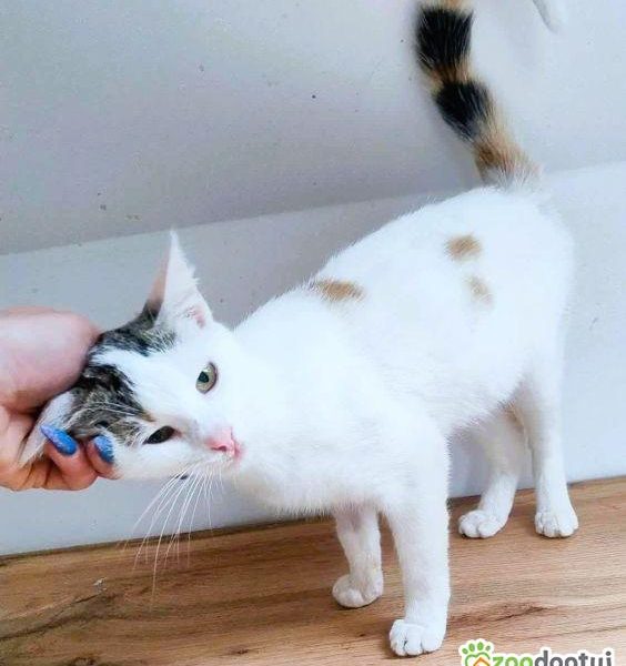 CELINKA - cudowna, miziasta koteczka do adopcji