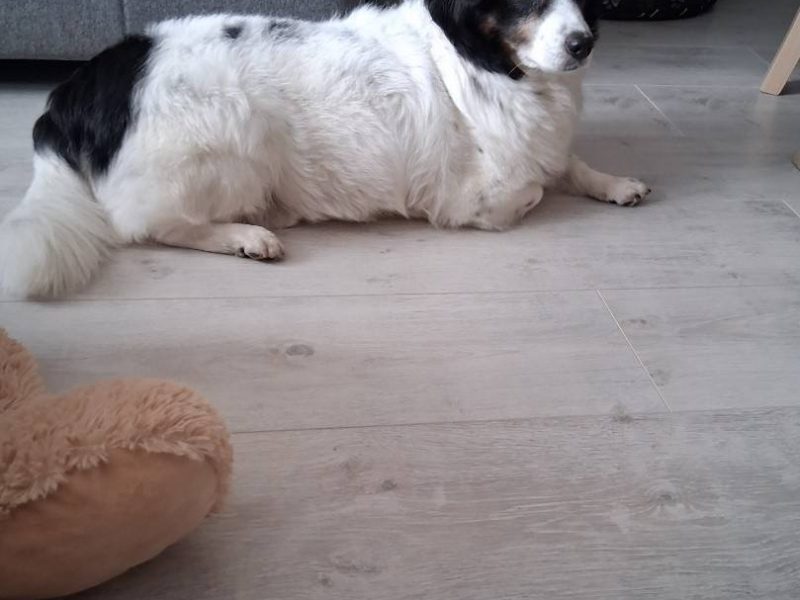 Rabi - nieduży, domowy długowłosy psiak