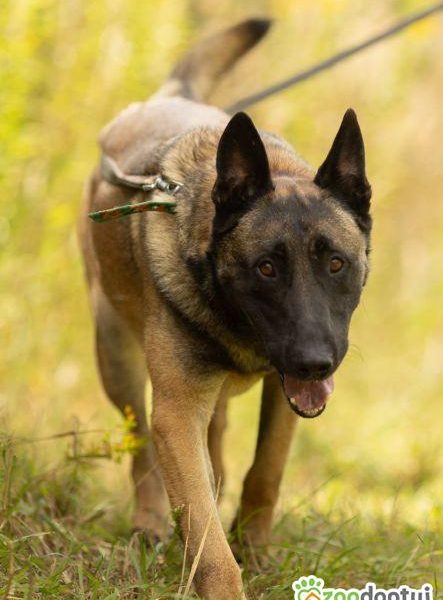 CZARNONOSY - piękny pies w typie owczarka malinois