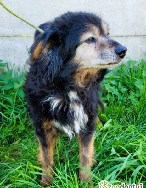 DZIADZIO - 12 lat na łańcuchu, teraz schronisko, ADOPTUJ!