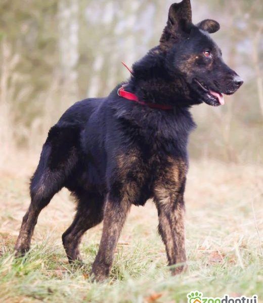 BIES - piękny pies w typie owczarka szuka domu