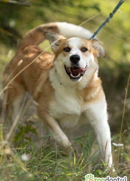 CEZAR - piękny, młody psiak za kratami, ADOPTUJ!