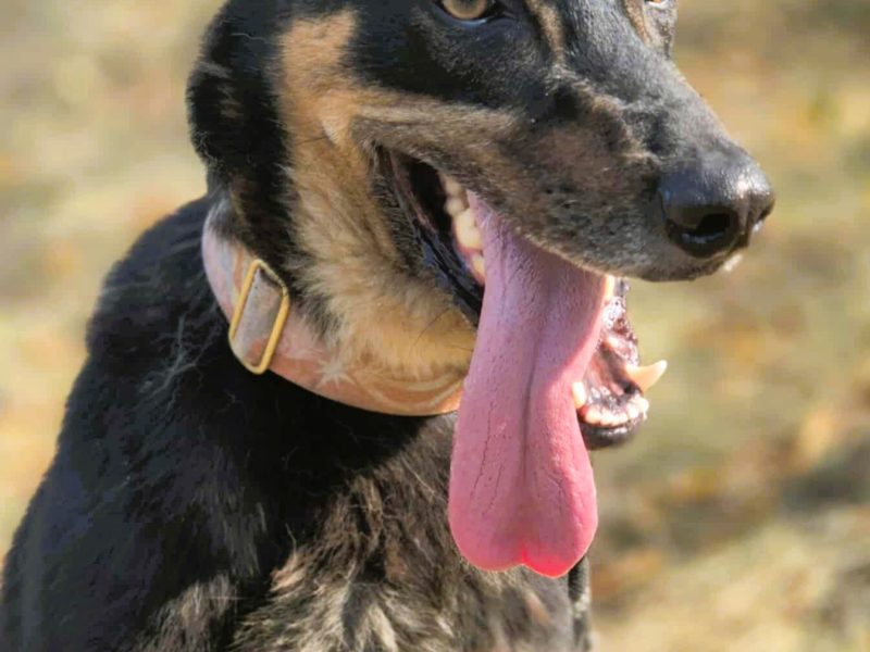 FIGARO - aktywny, wesoły, super pies do adopcji