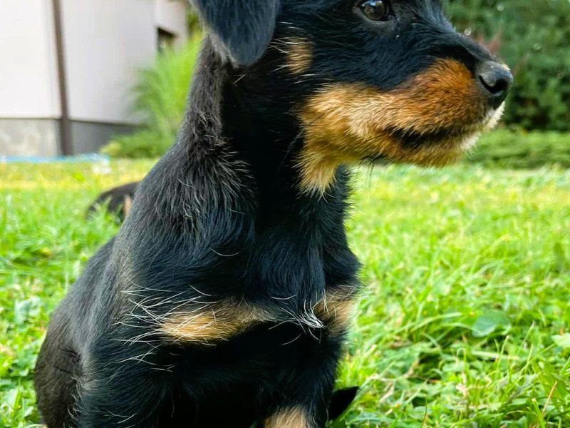 ZUZIA - piękna, 2 miesięczna szczeniaczka szuka domu