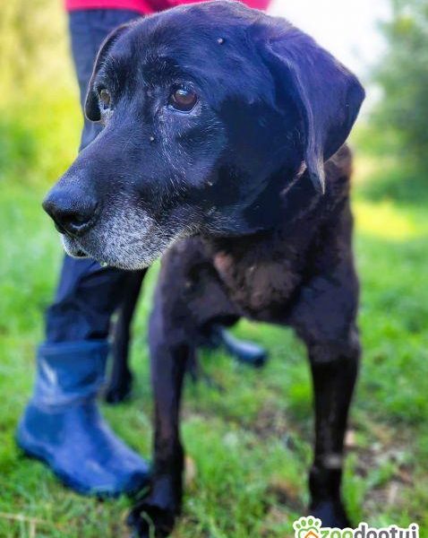 SENIOREK - staruszek błaga o godną jesień życia, ADOPTUJ