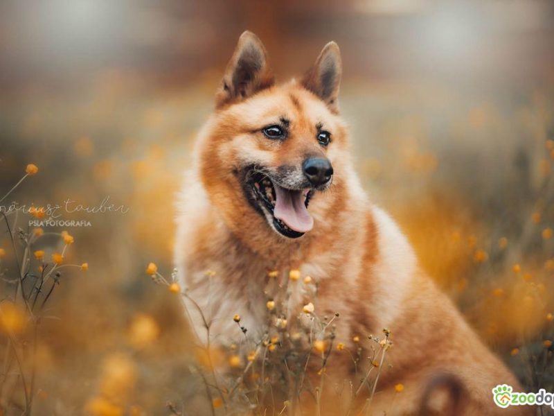 TOSIA - piękna, delikatna sunia szuka domu