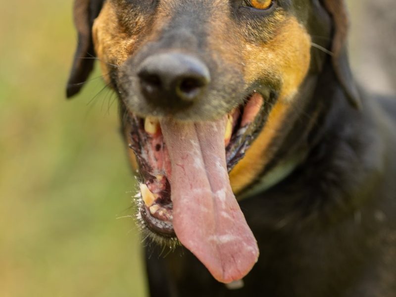 NADIR - piękny psiak w typie gończego do adopcji