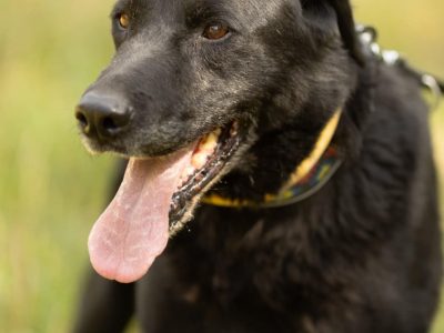 HARY - biedny, czarny, porzucony psiak, adoptuj!
