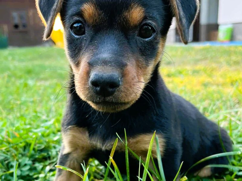 MILA - 2 miesięczna, śliczna sunia szuka super domu