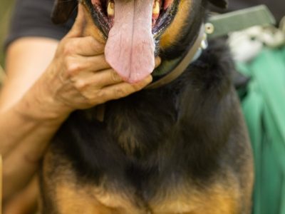 NADIR - piękny psiak w typie gończego do adopcji
