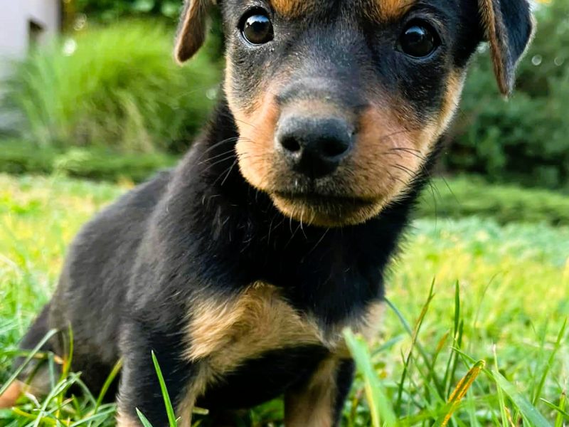 MILA - 2 miesięczna, śliczna sunia szuka super domu