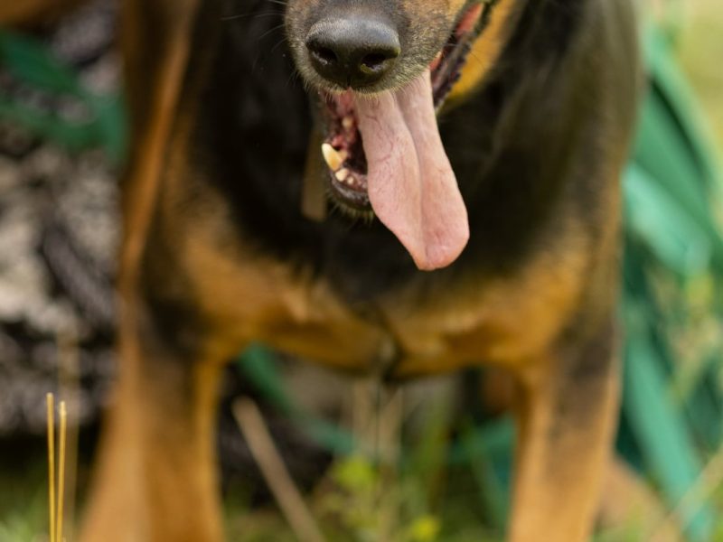 NADIR - piękny psiak w typie gończego do adopcji